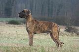 DOGUE ALLEMAND 657
